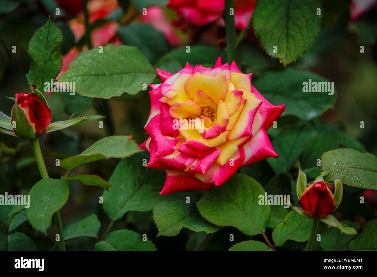 Eye-catching Rosa 'Dream Come True' in natural settings Stock Photo