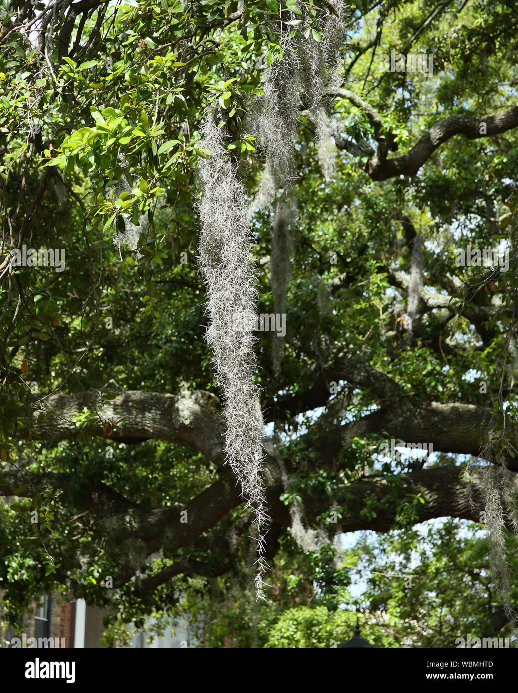 Spanish moss on a tree branch in Savannah, Stock Photo Alamy