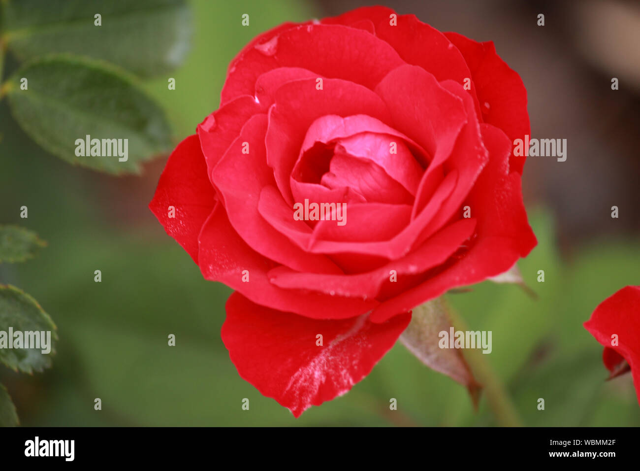 Close-up of red floribunda rose - Rosa 'Europeana' in bloom Stock Photo