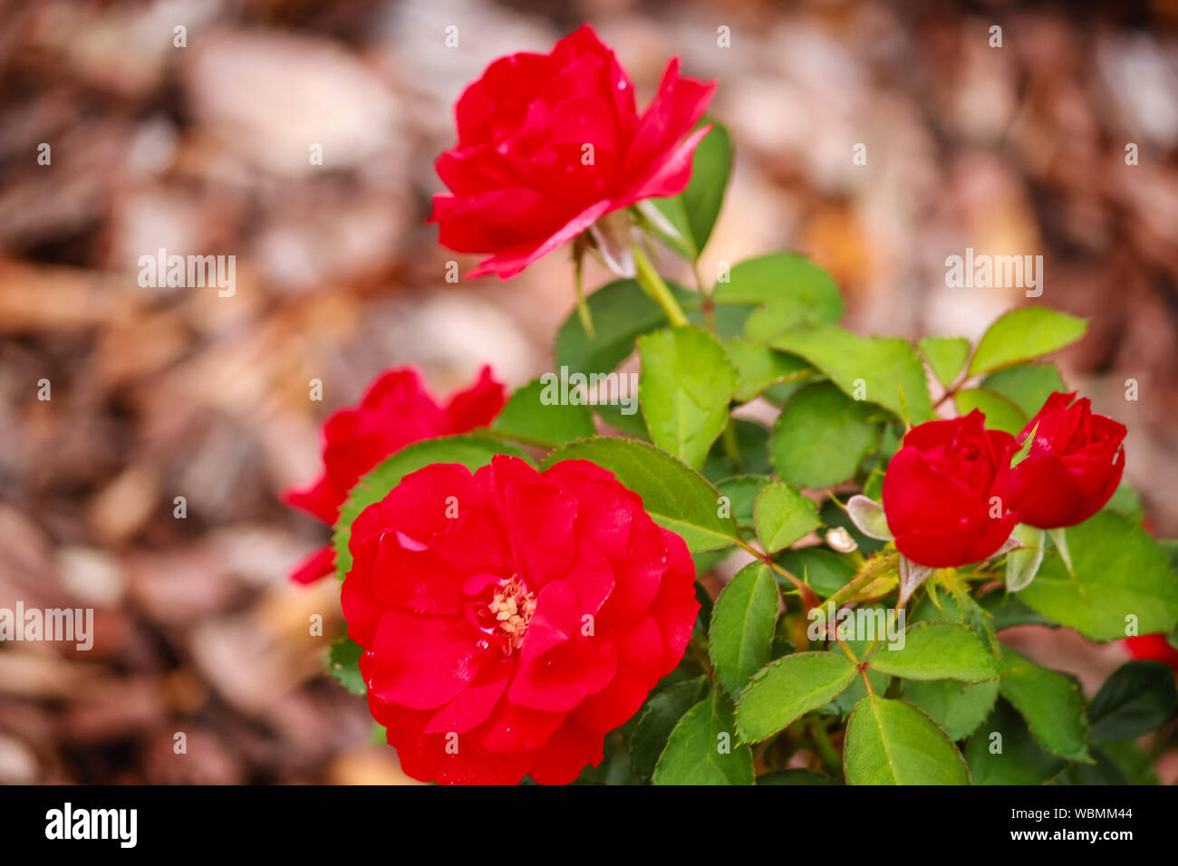 Cluster of Rosa 'Europeana' a garden variety in bloom Stock Photo