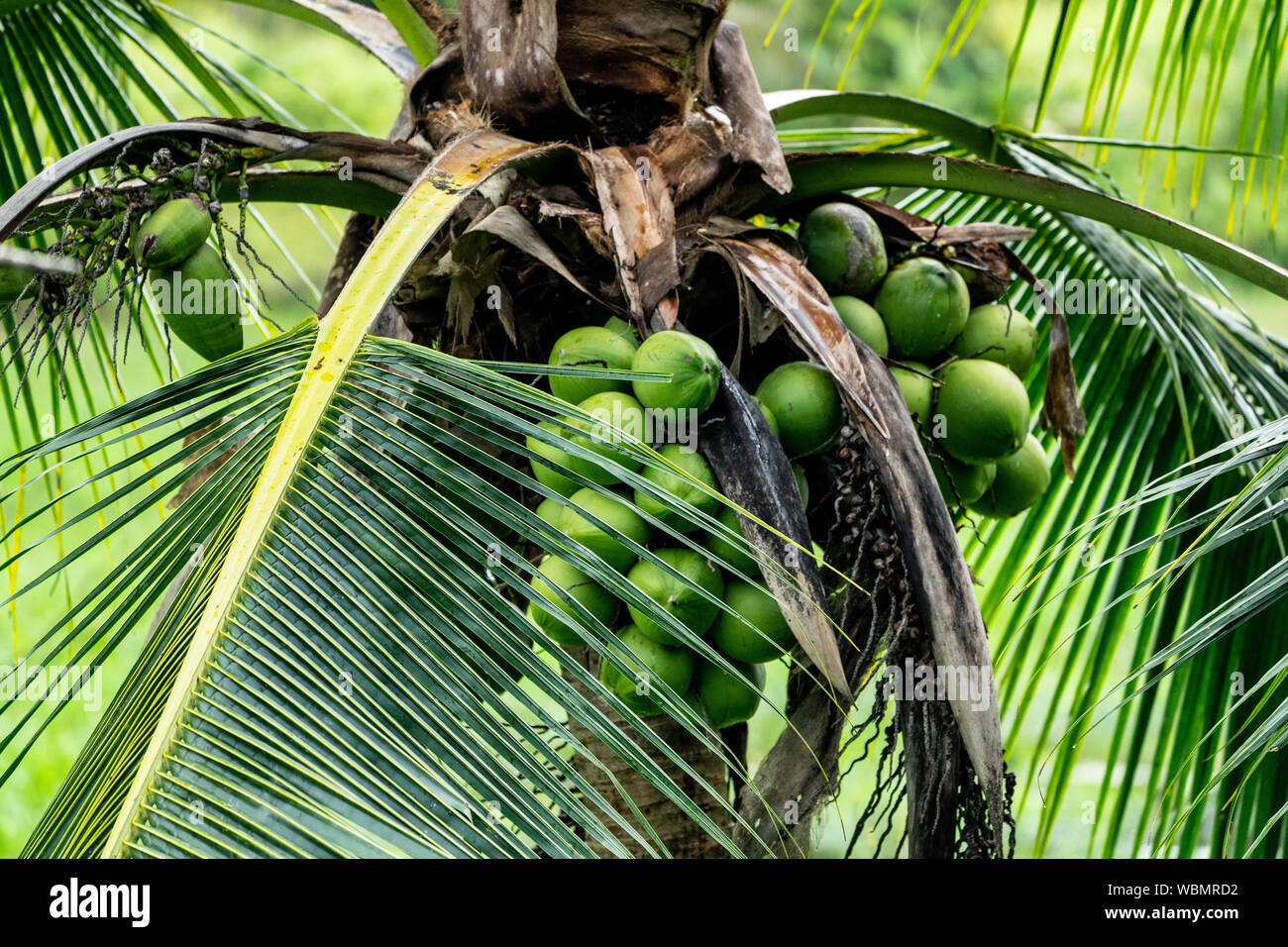 coconut tree (Cocos nucifera) Stock Photo