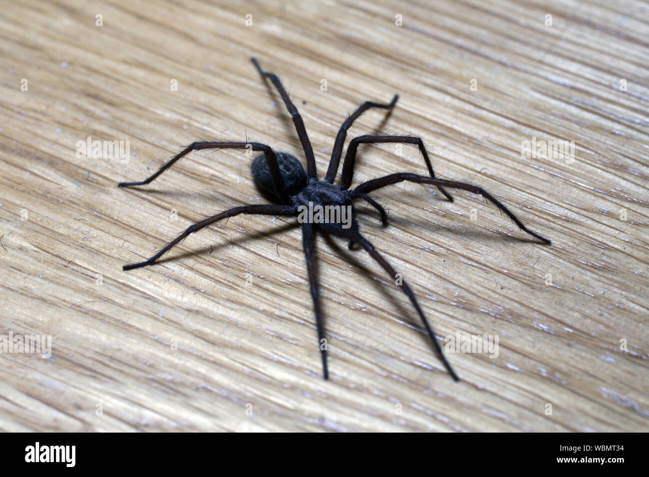 Black wood spider hi-res stock photography and images - Alamy
