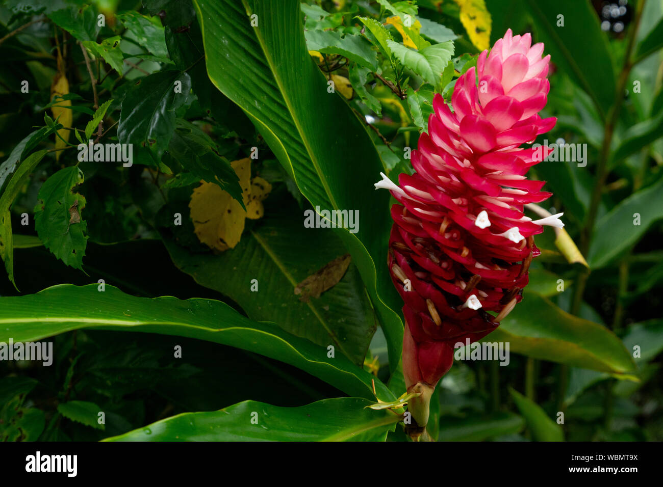 Costa Rica, Central America. Vermillion red tropical flower leaf in the rain forest. Stock Photo