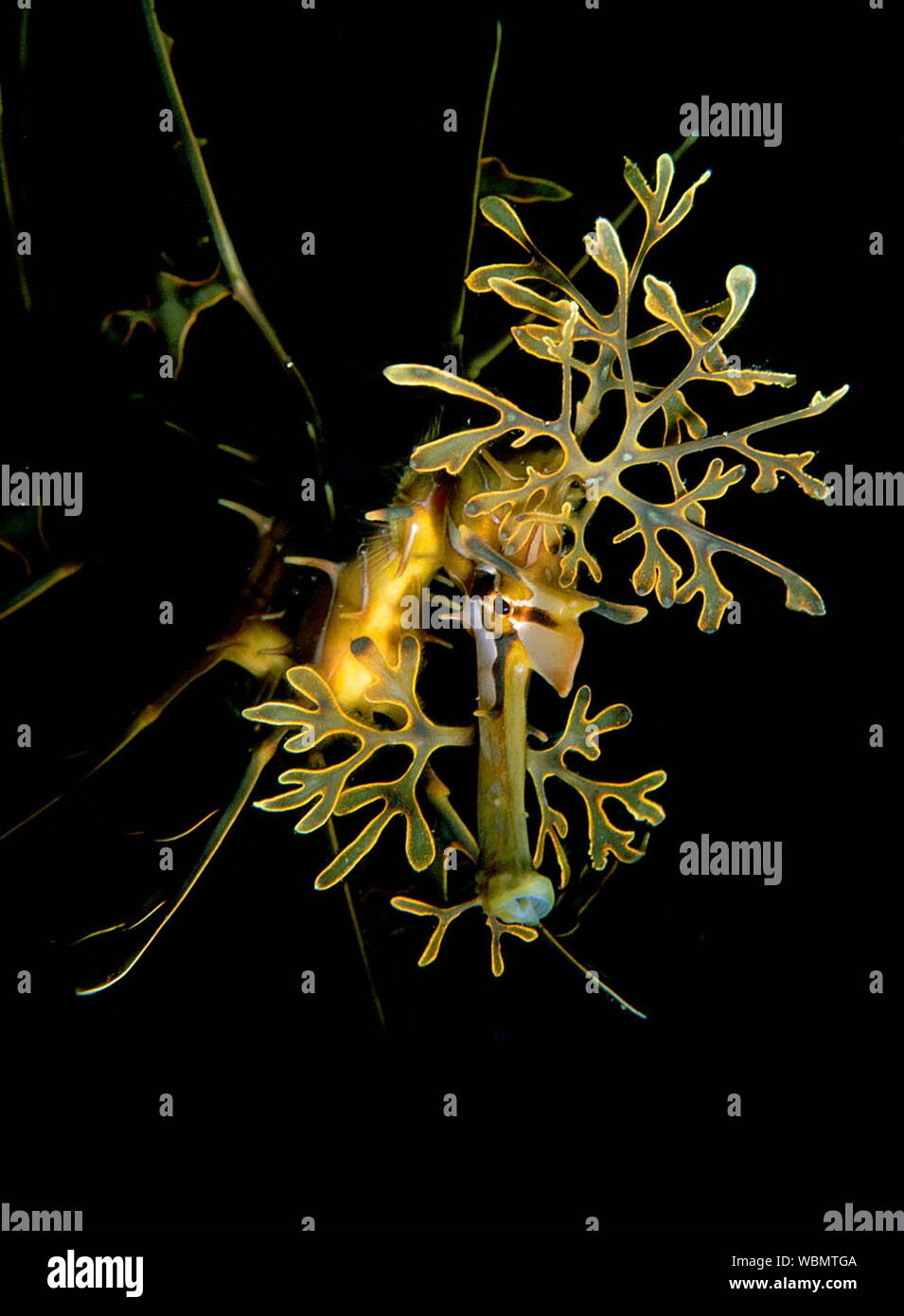 Black Sea Dragon Stock Photos Black Sea Dragon Stock Images Alamy