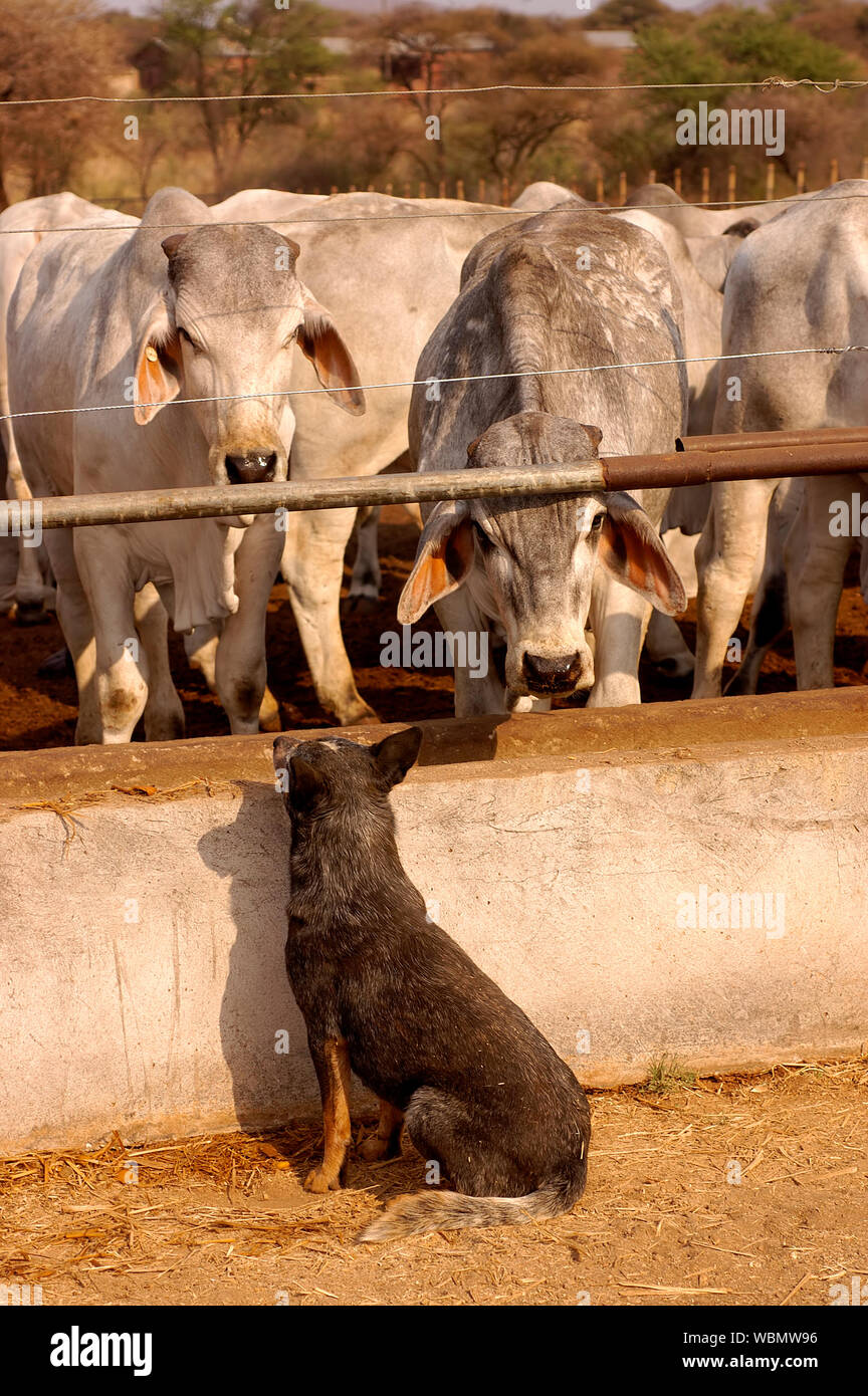 Blue Heeler guarding a herd of Brahmans Stock Photo