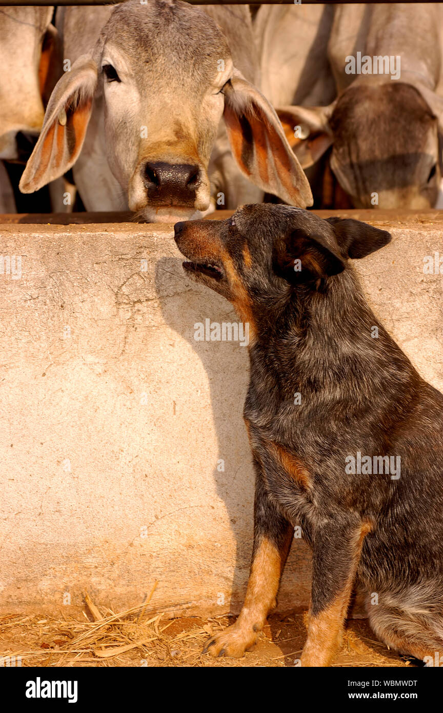 An Australian shepherd guarding a Brahman Stock Photo