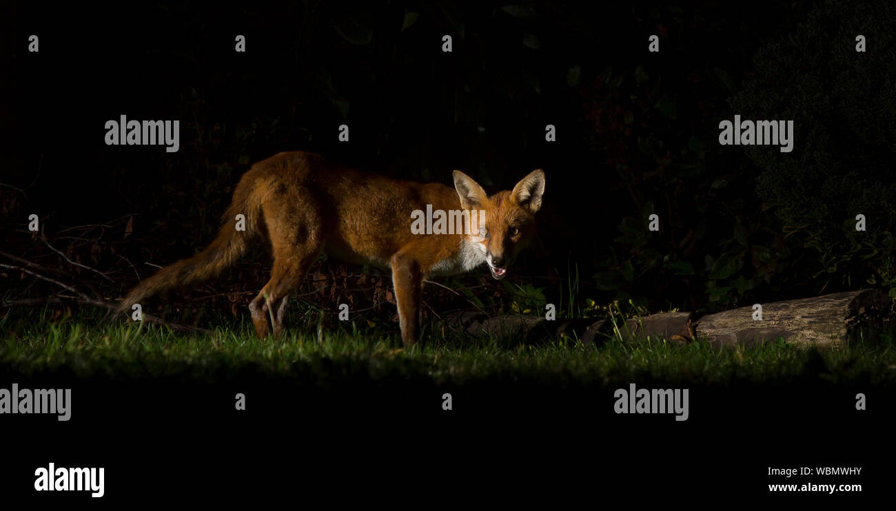 Detailed, side view close up of a wild, British urban fox (Vulpes vulpes UK) isolated, prowling outdoors in the dark, foraging in a UK garden at night. Stock Photo