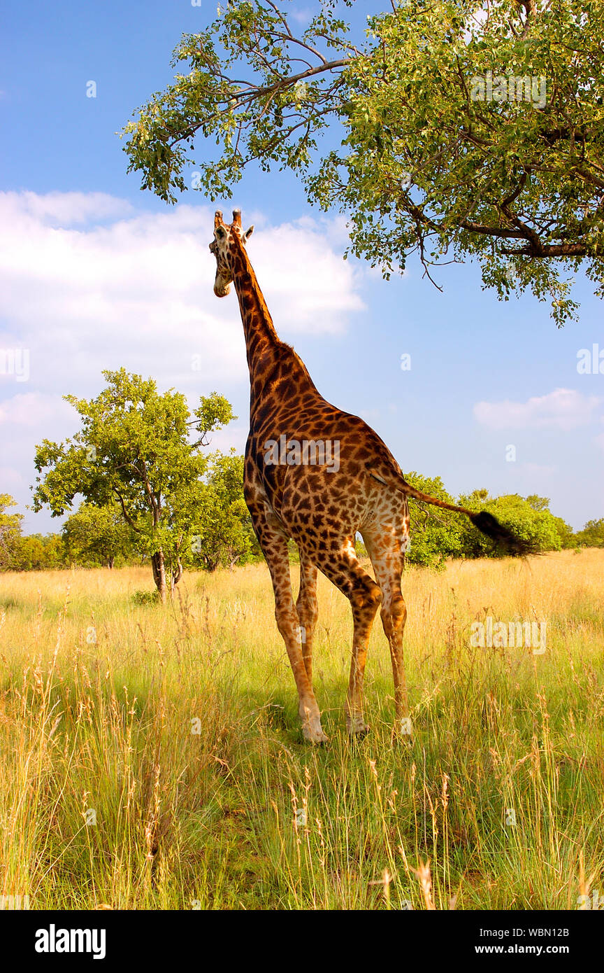 A Giraffe running away Stock Photo - Alamy