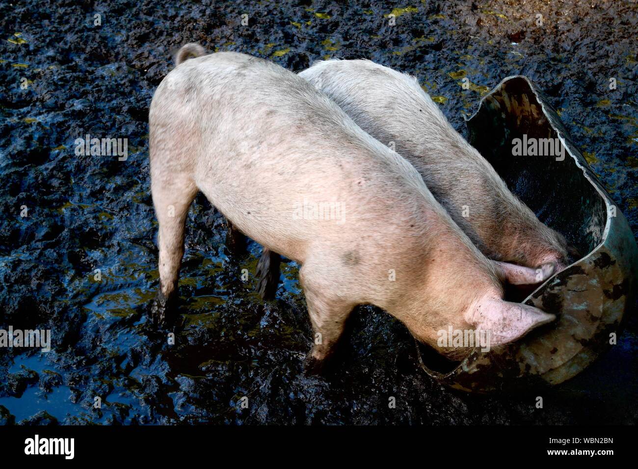 Pigs eating mud hires stock photography and images Alamy