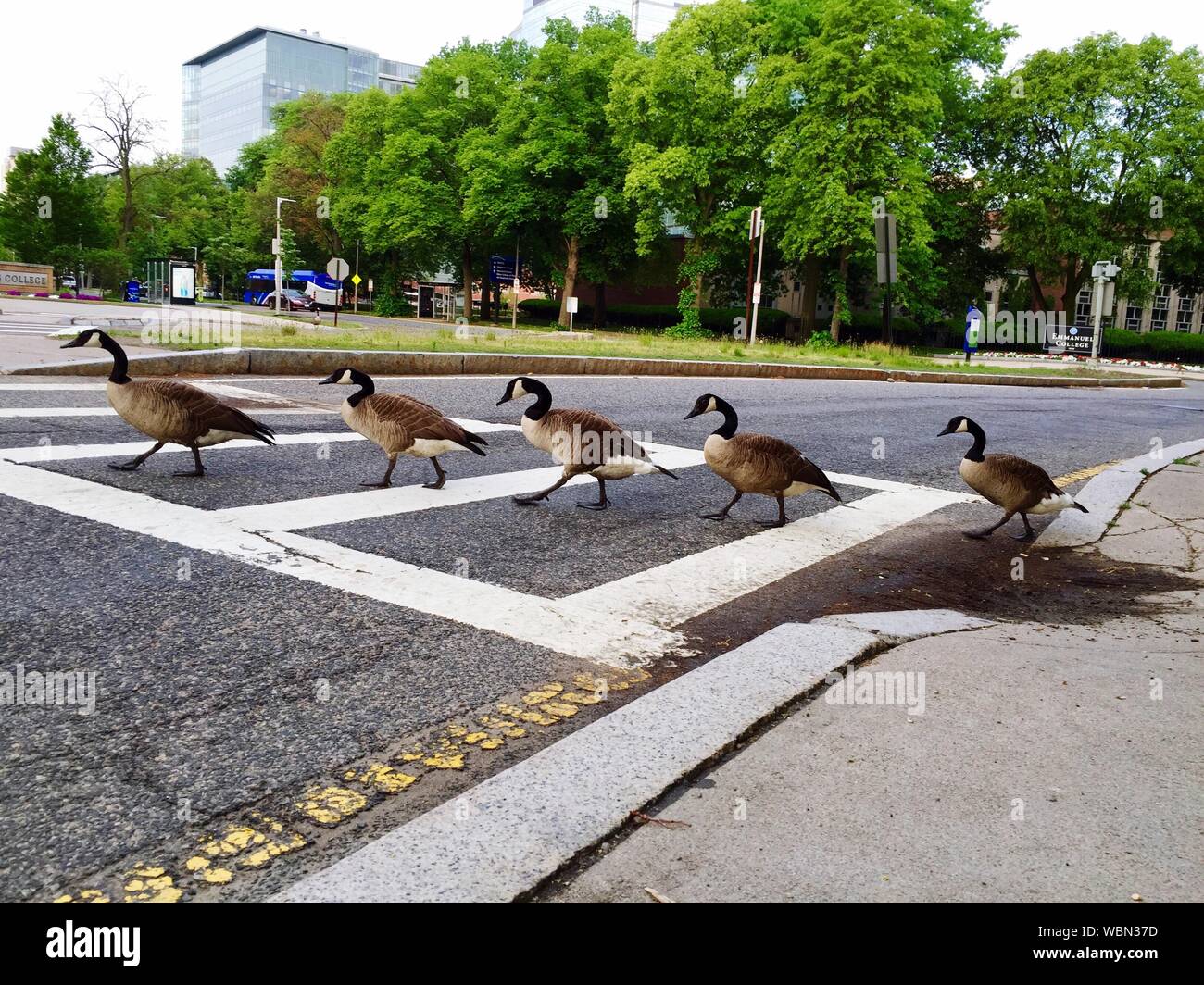 Scenic View Of Wild Geese In A Row Crossing Road Stock Photo