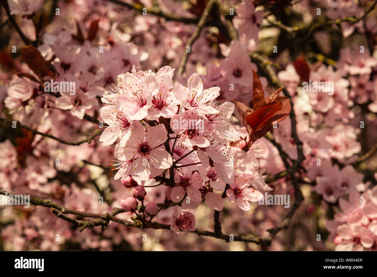 Pink Japanese cherry blossoms Stock Photo