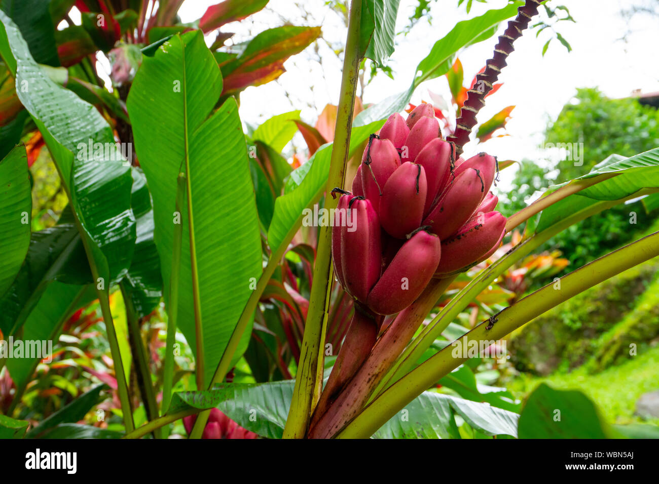wild plant ,Pink bananas wild plant , growing wild in a jungle in Costa