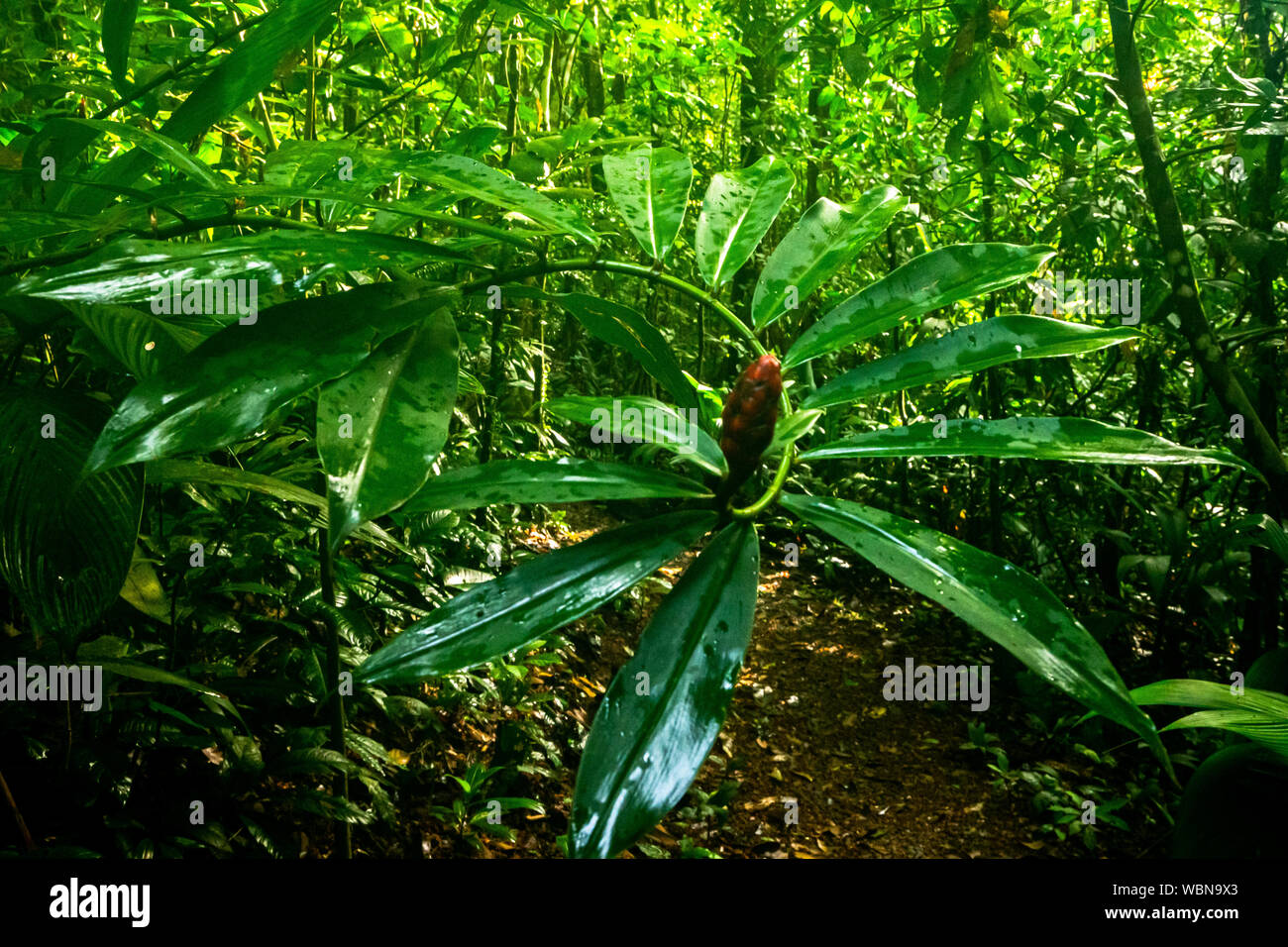 Tropical vegetation in Monteverde Cloud Forest Reserve in Costa Rica Stock Photo