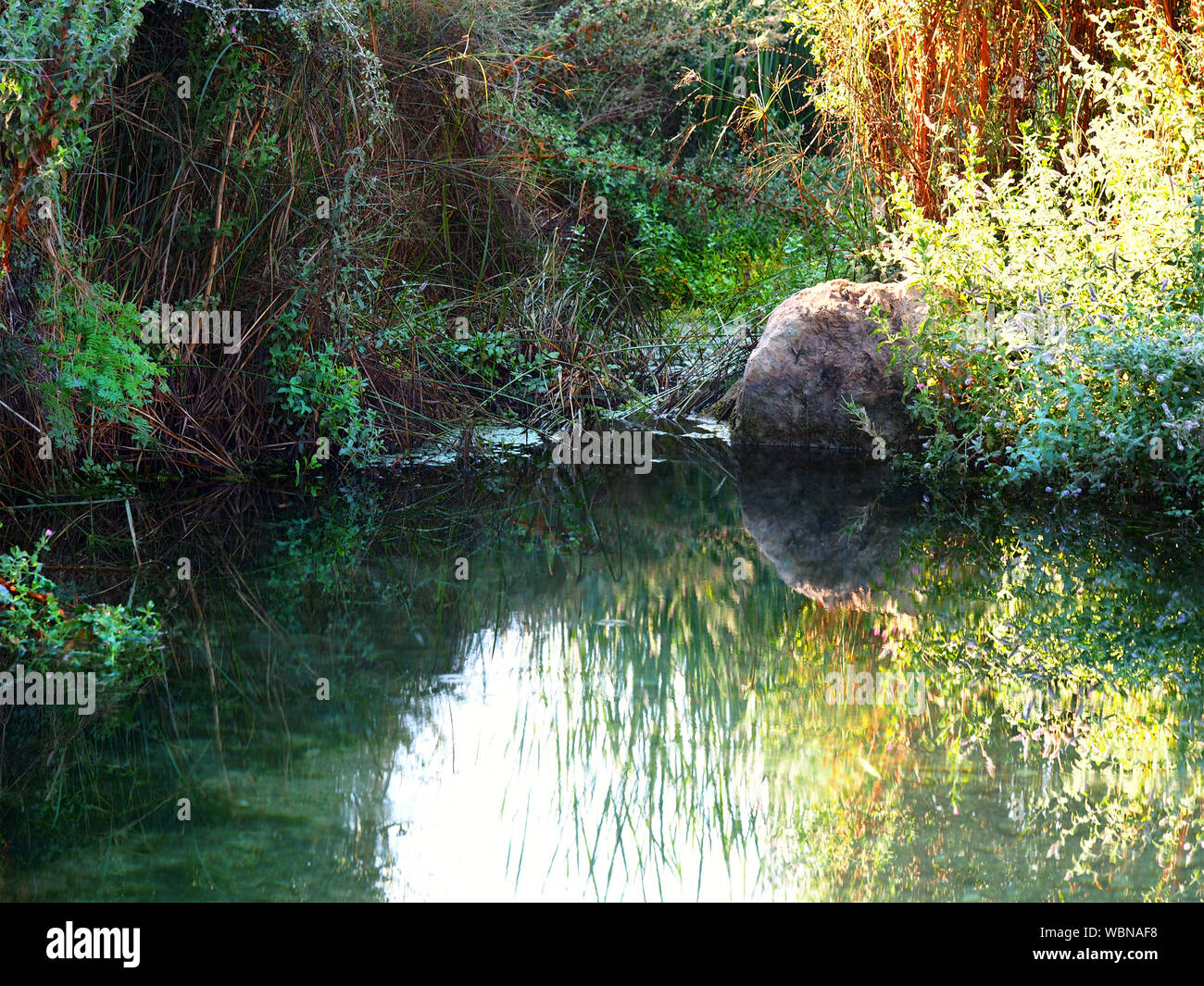 Little beautiful pond in the morning sun Stock Photo Alamy