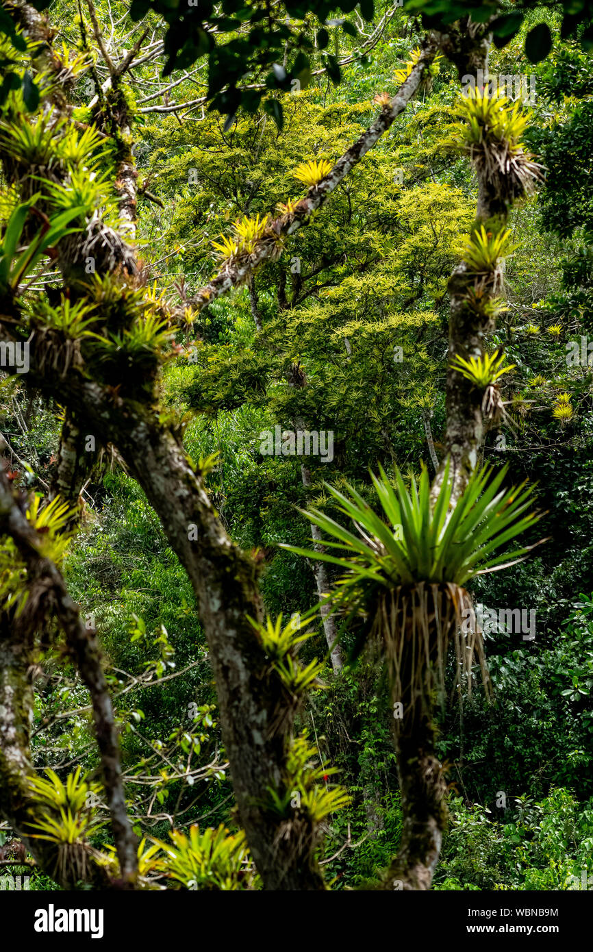 Bromeliad Growing On A Tree In Selvatura Park, Monteverde, Costa Rica Stock Photo
