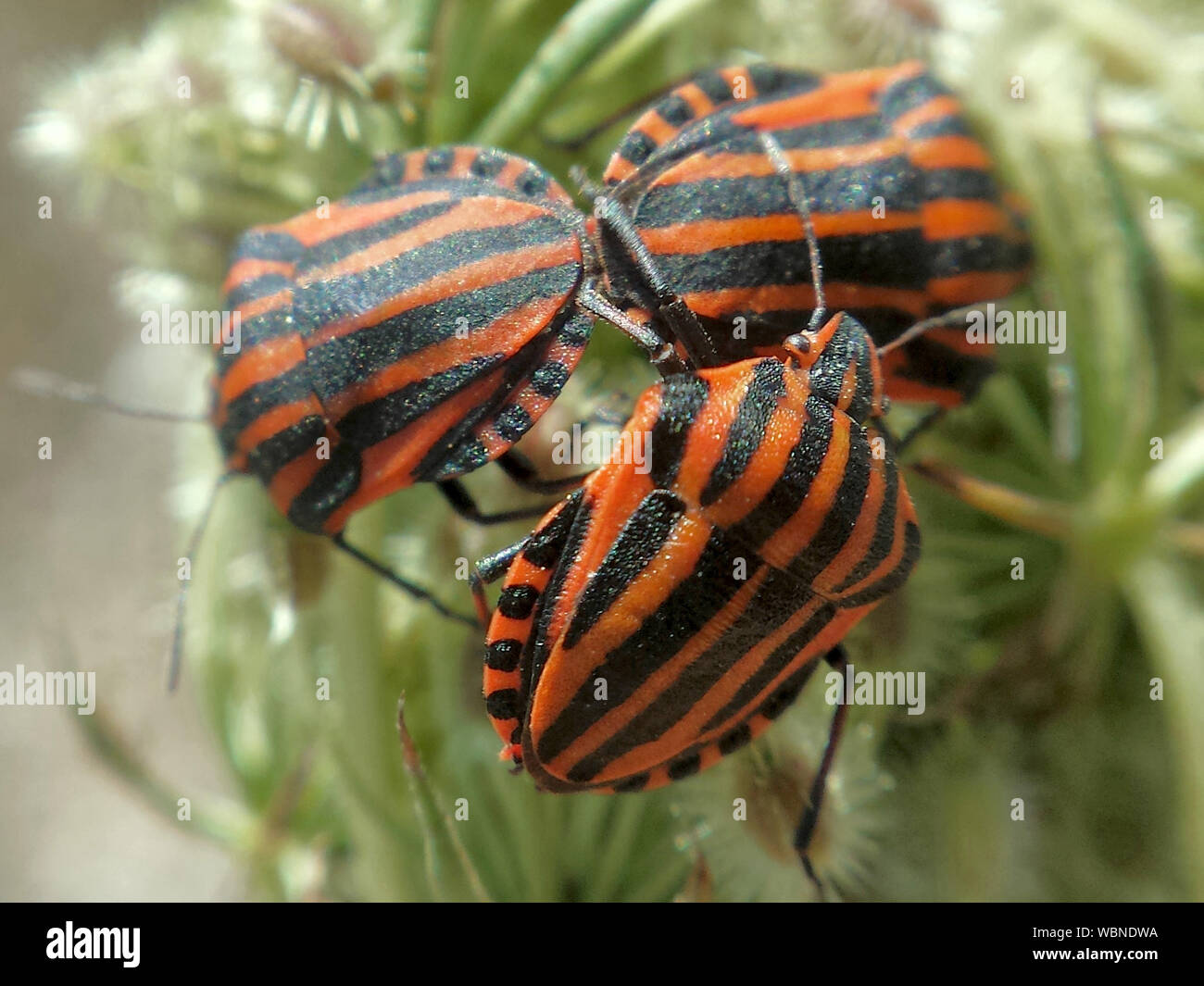 Green Shield Bug Mating High Resolution Stock Photography and Images ...