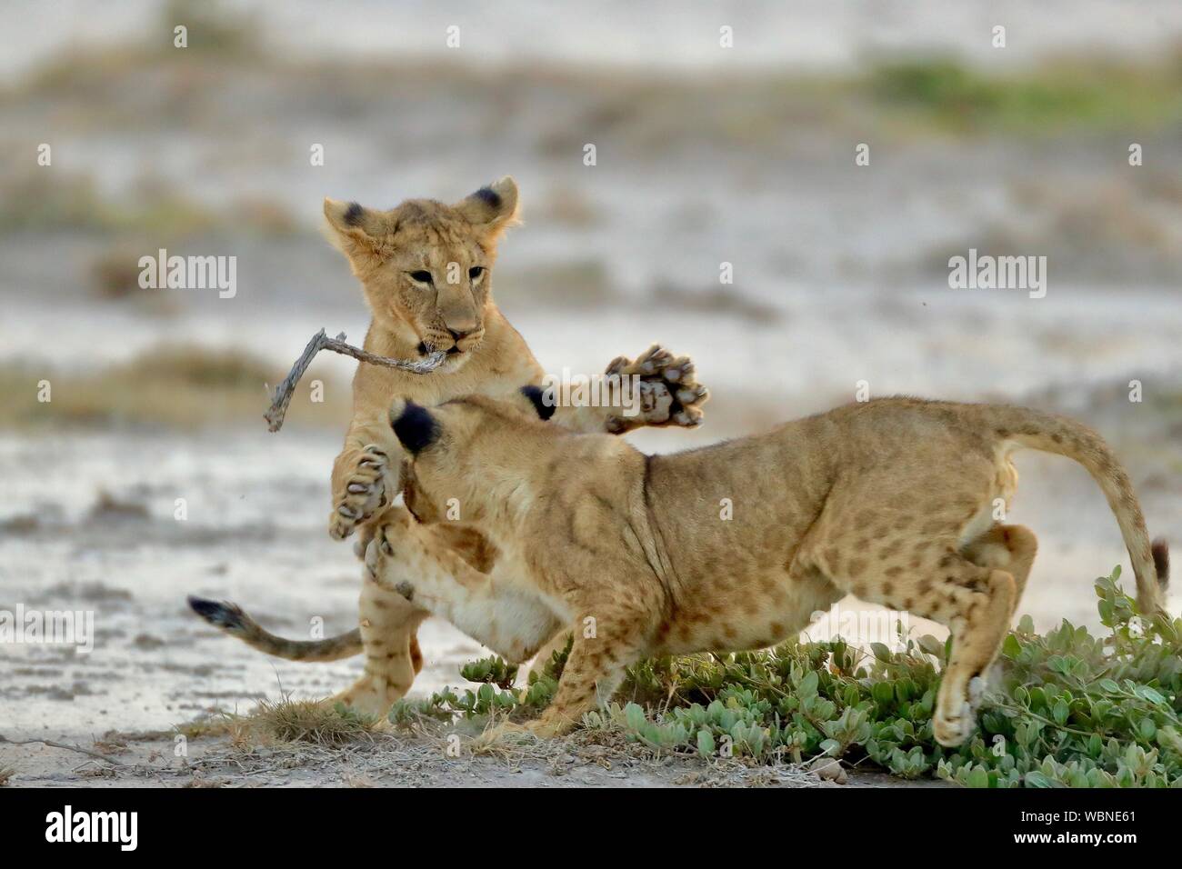 Lion Cubs Playing On Field Stock Photo