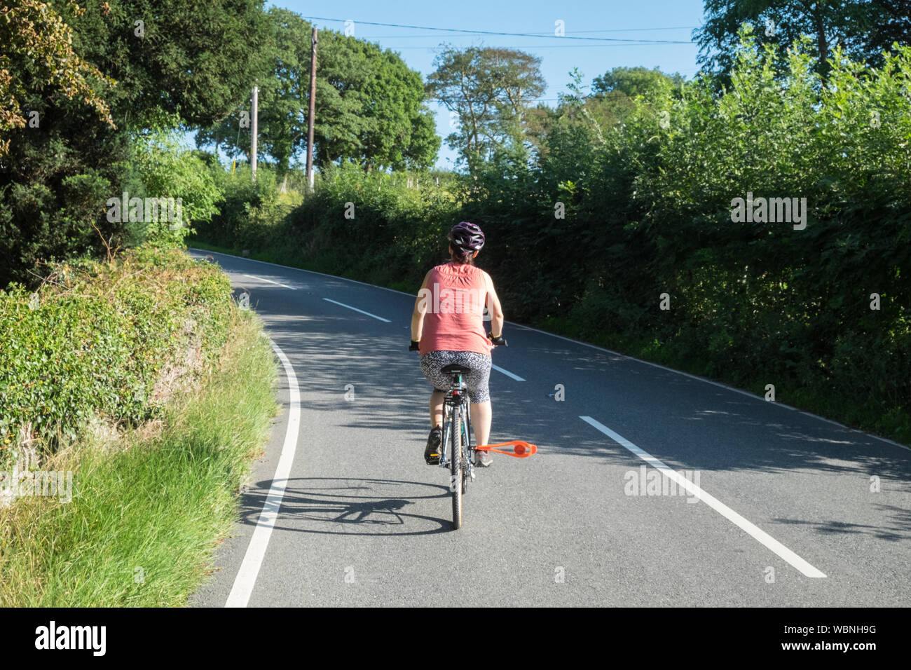 warning,sign,flag,Female,woman,cyclist,riding,bicycle,on,narrow,countryside,rural,lanes,around,village,of,Borth,Ceredigion,county,Wales,Welsh,GB,UK, Stock Photo