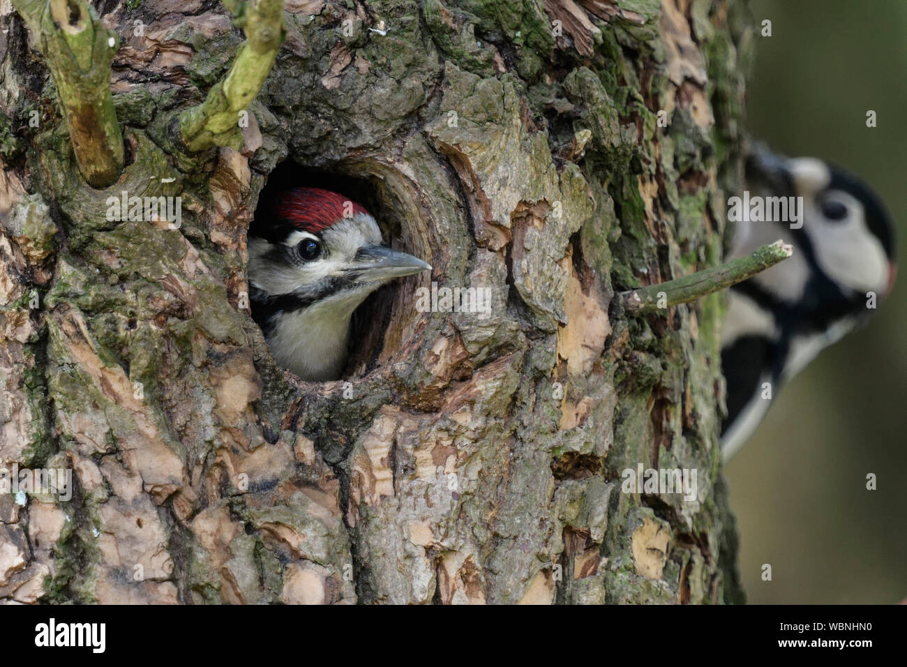Greater / Great Spotted Woodpecker ( Dendrocopos major ) young in nest hole anticipating feeding male, wildlife, Europe. Stock Photo