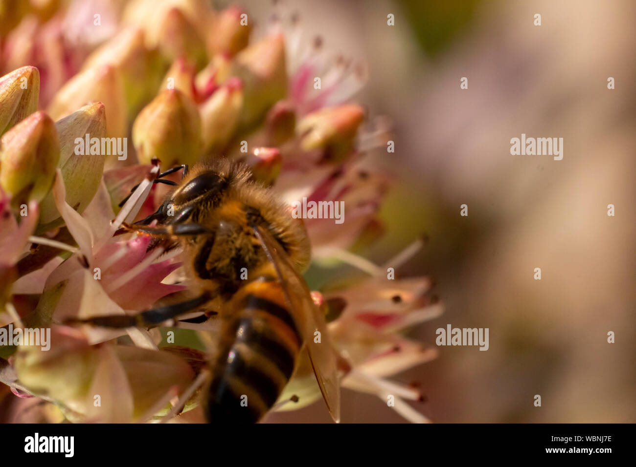 Honey Bee On pink Flowers in Yorkshire Stock Photo - Alamy