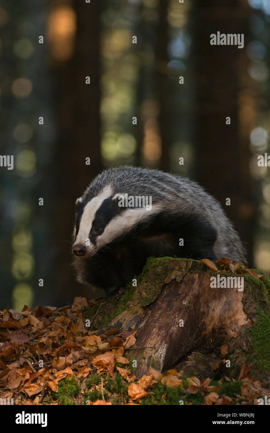 European Badger ( Meles meles ), adult animal in a forest, climbing on a tree stub, watching down from there, looks funny, Europe. Stock Photo