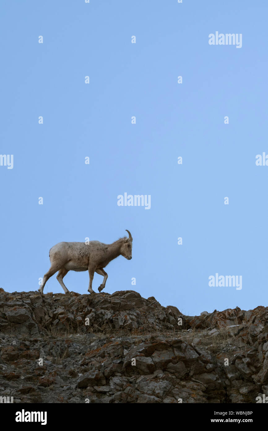 Rocky Mountain Bighorn Sheep ( Ovis canadensis ),walking over a narrow ...