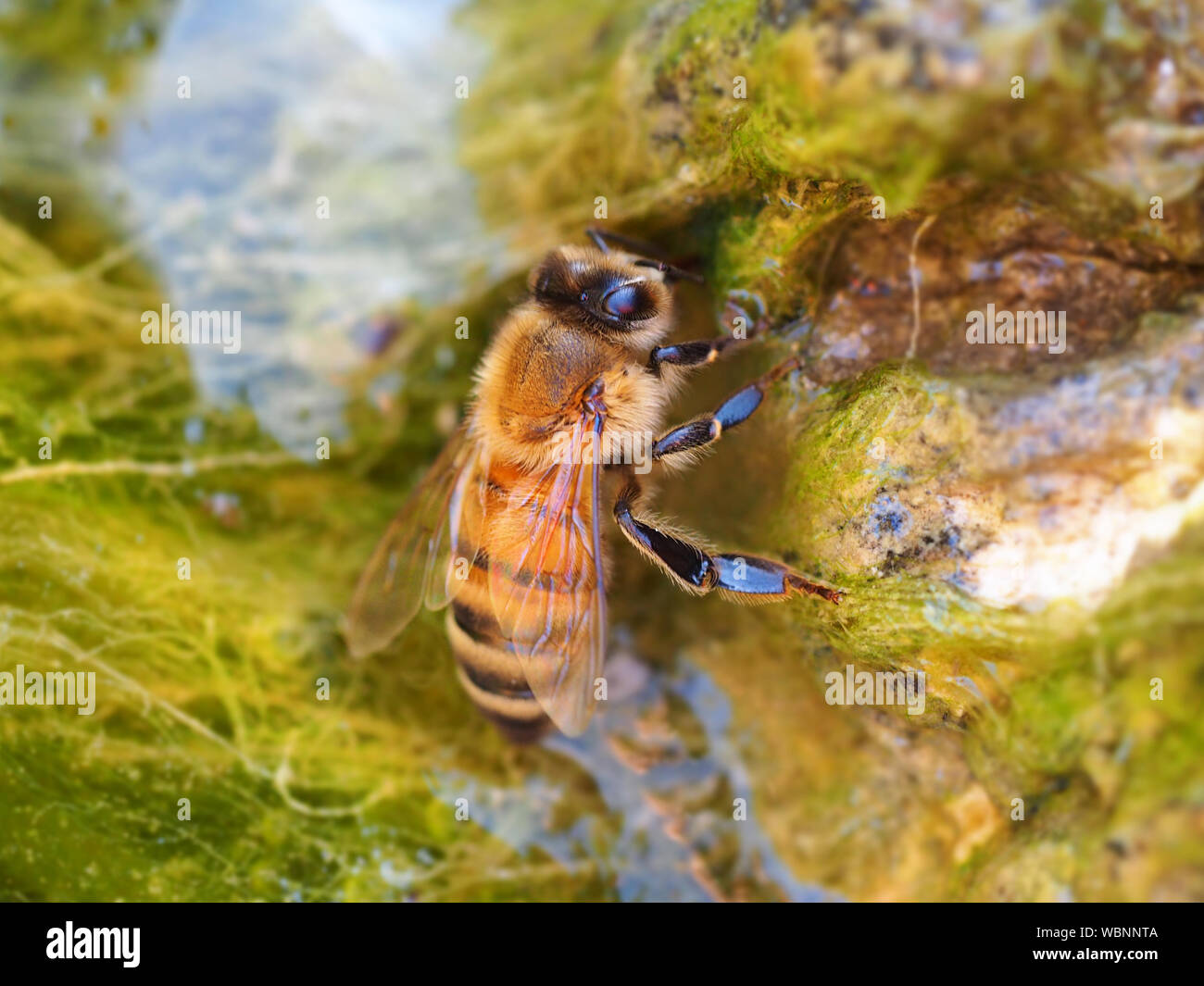Bee drinks water on a creek. Macro photography. Stock Photo