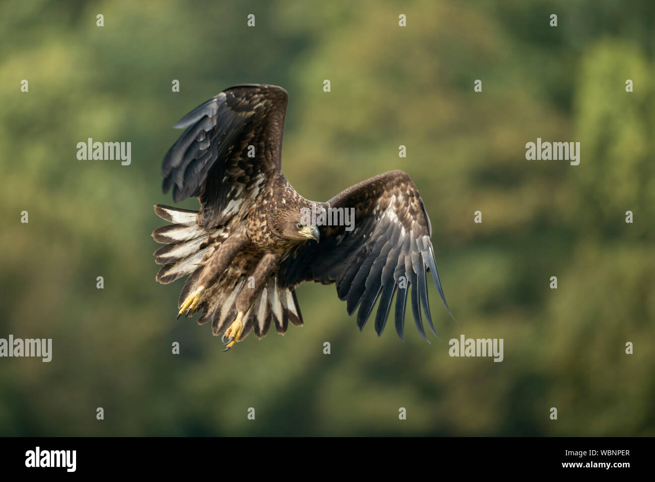 White-tailed Eagle / Sea Eagle ( Haliaeetus albicilla ) young adolescent in powerful flight, hunting along the edge of a forest, action, wildlife. Stock Photo
