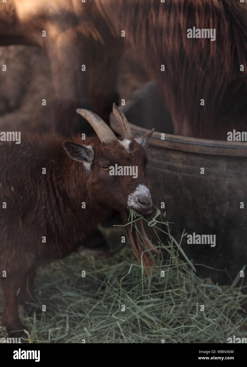 Pygmy Goat Eating Grass Stock Photo Alamy