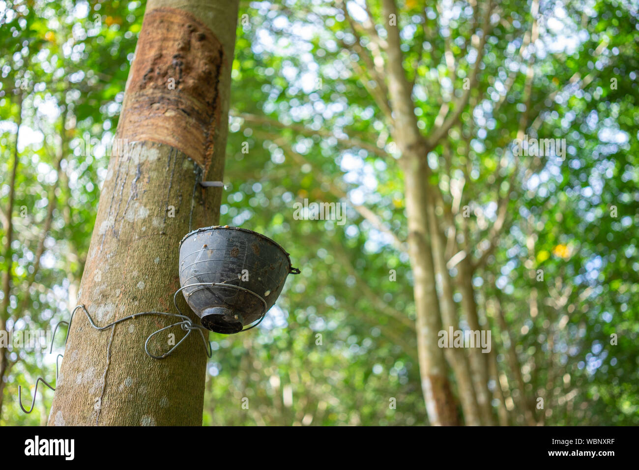 Rubber tree (Hevea brasiliensis) produces latex. By using knife cut at