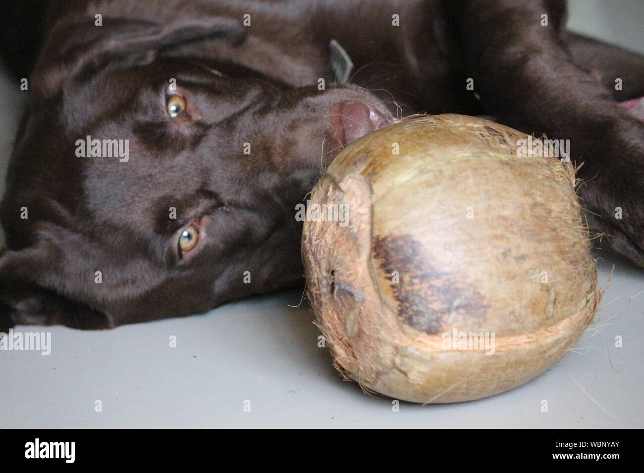 Portrait Of Chocolate Labrador With Coconut On Floor Stock Photo Alamy