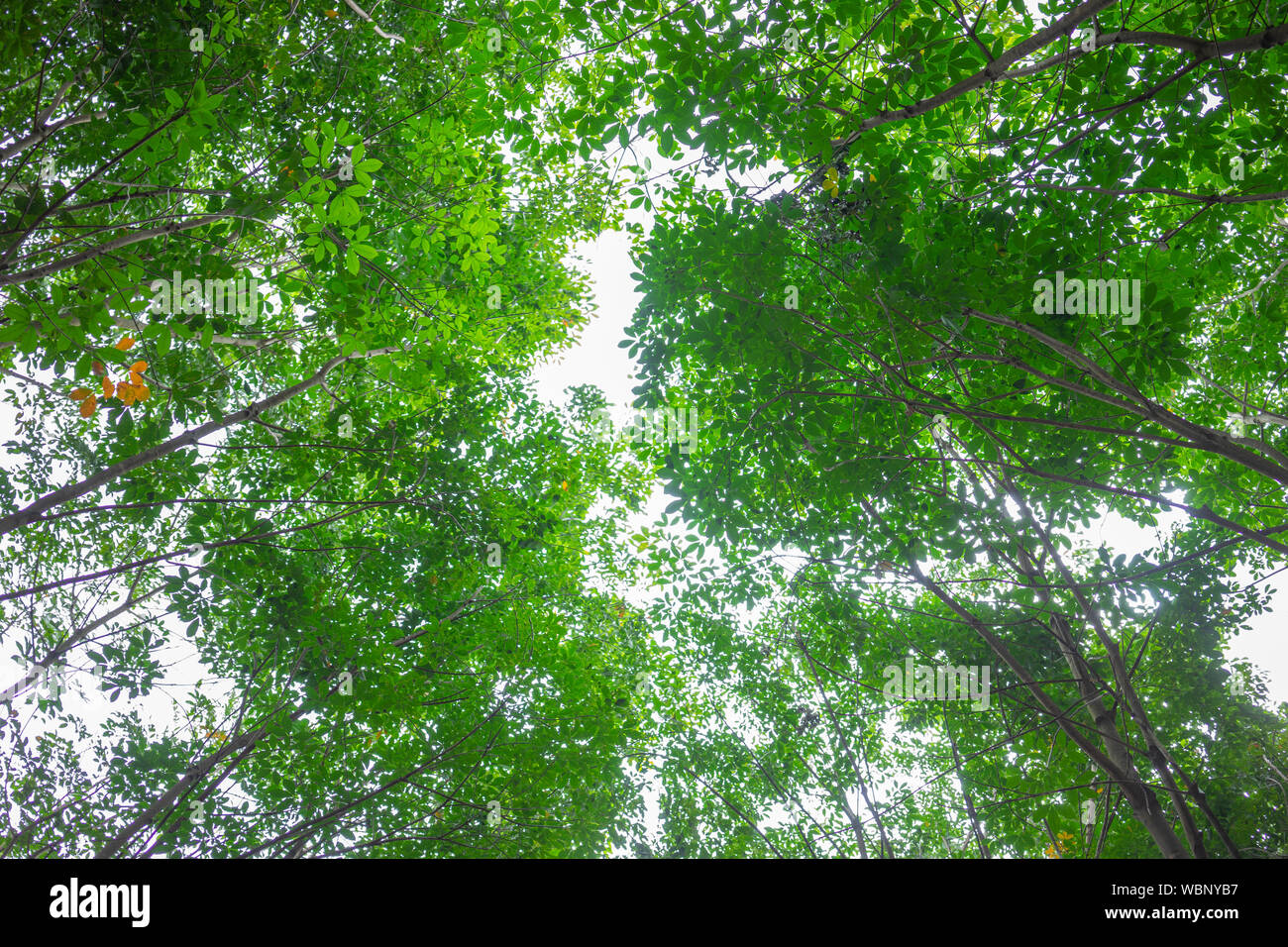 Rubber tree (Hevea brasiliensis) produces latex. By using knife cut at