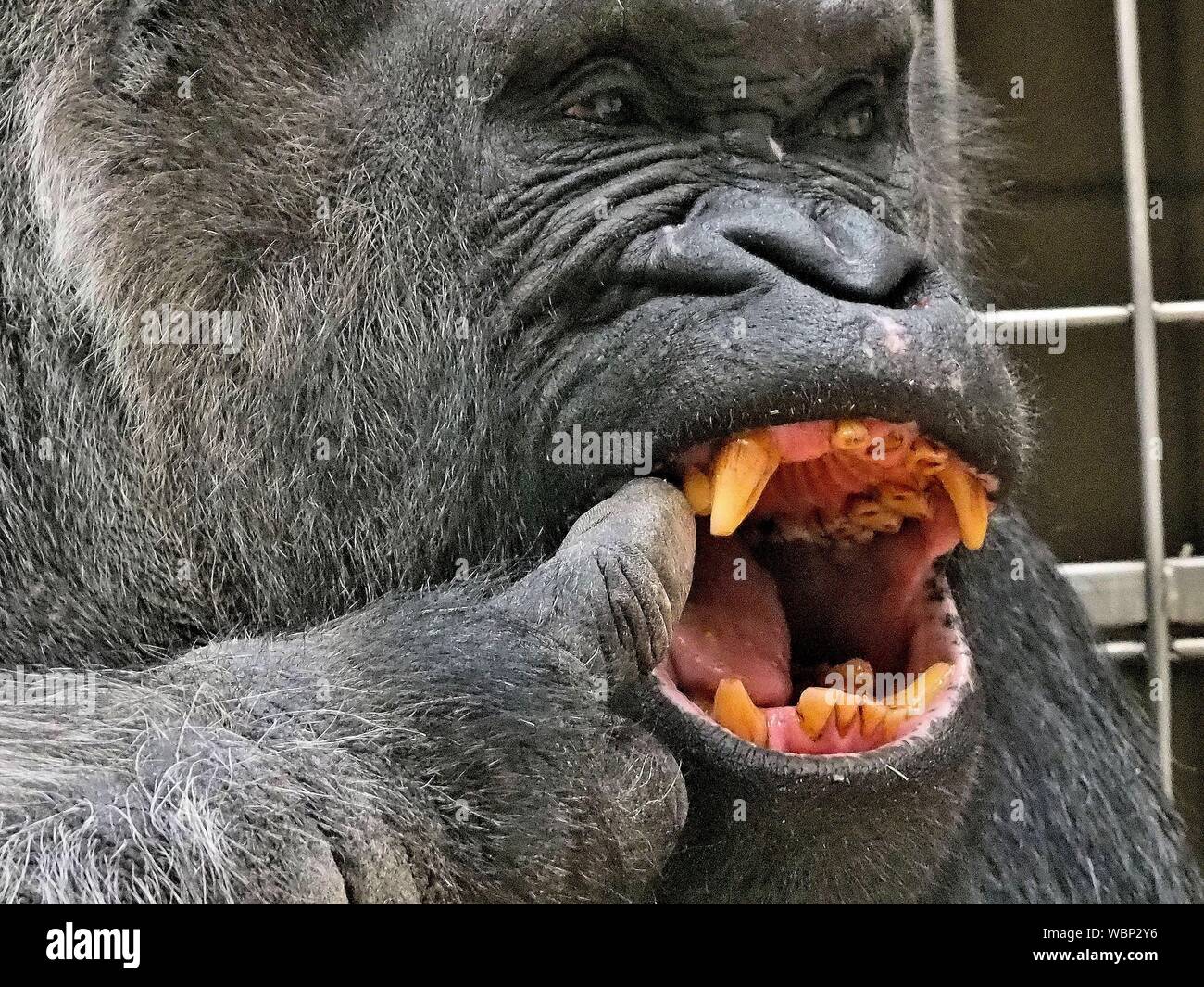 Gorilla behavior hires stock photography and images Alamy