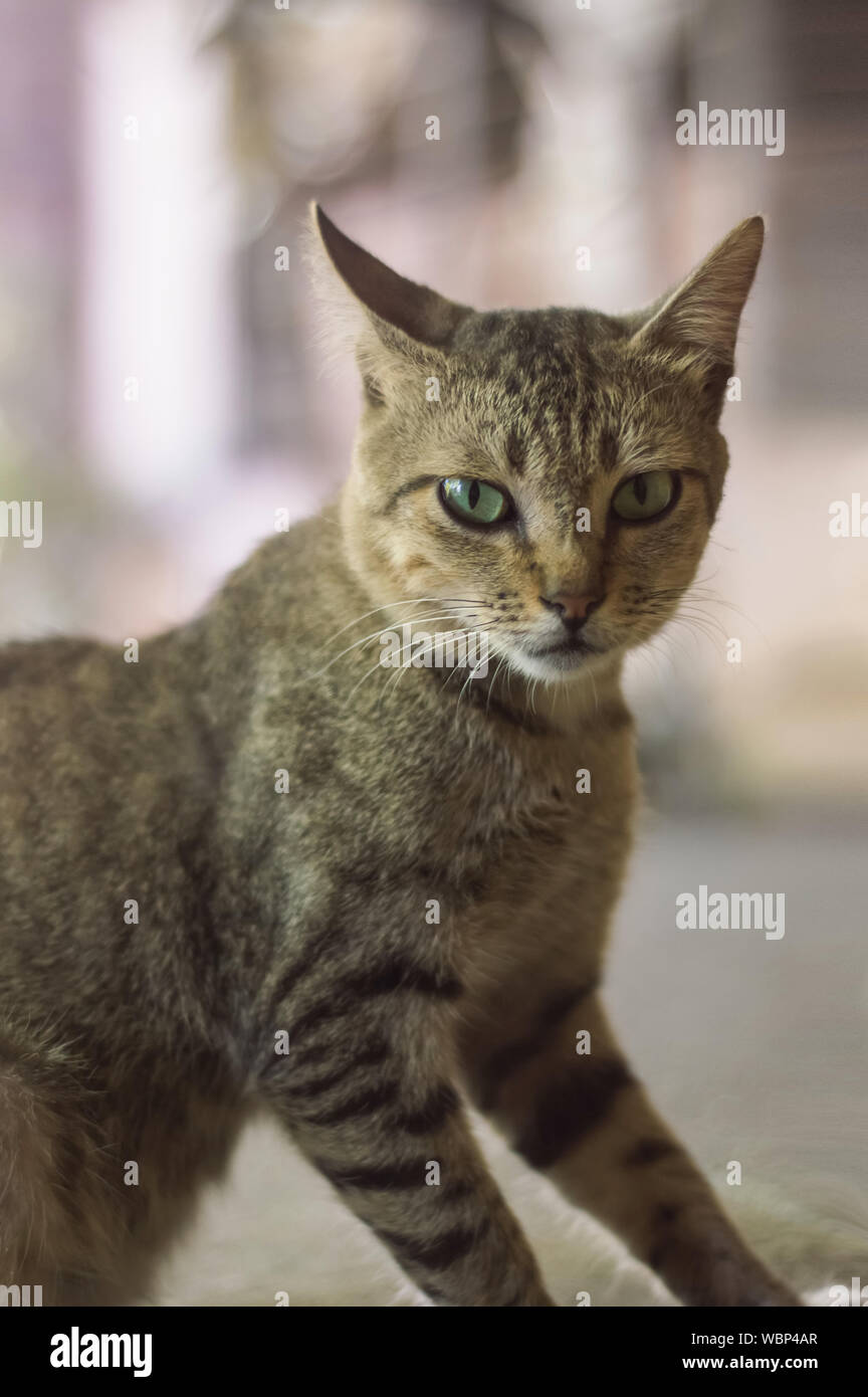 Black mackerel tabby hires stock photography and images Alamy