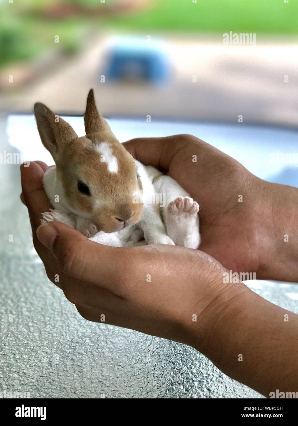 Rabbit holding hand hires stock photography and images Alamy