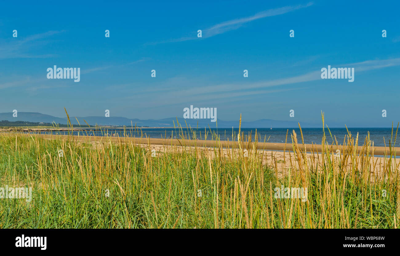 DORNOCH SUTHERLAND SCOTLAND SEA OR MARRAM GRASS Ammophila  ON THE SANDS OF DORNOCH BEACH ON A DAY IN SUMMER Stock Photo