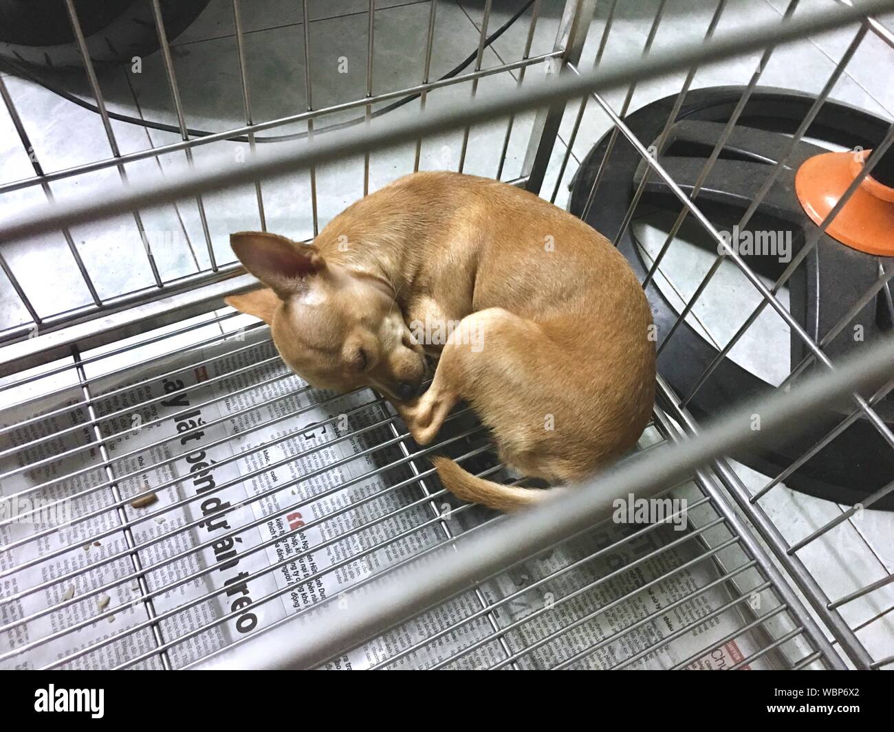 Cage dog hires stock photography and images Alamy