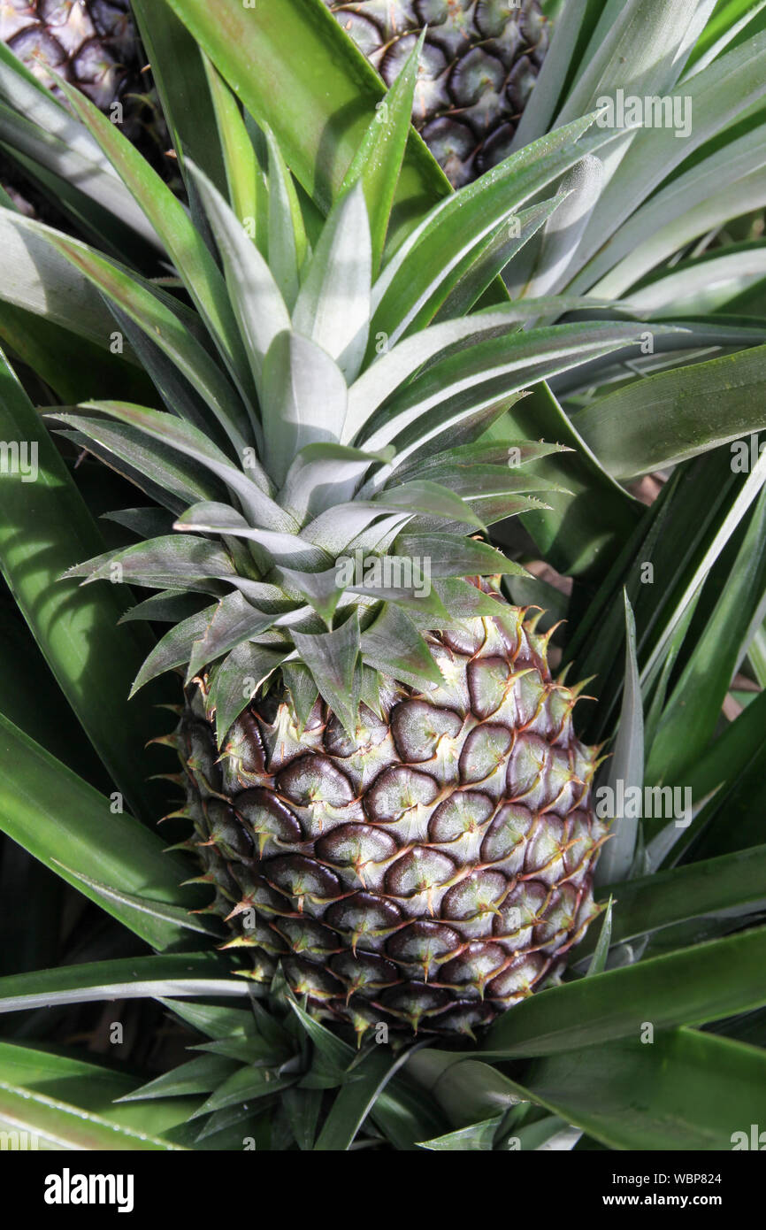 Pineapple plantation; Samosir island, North Sumatra, Indonesia Stock