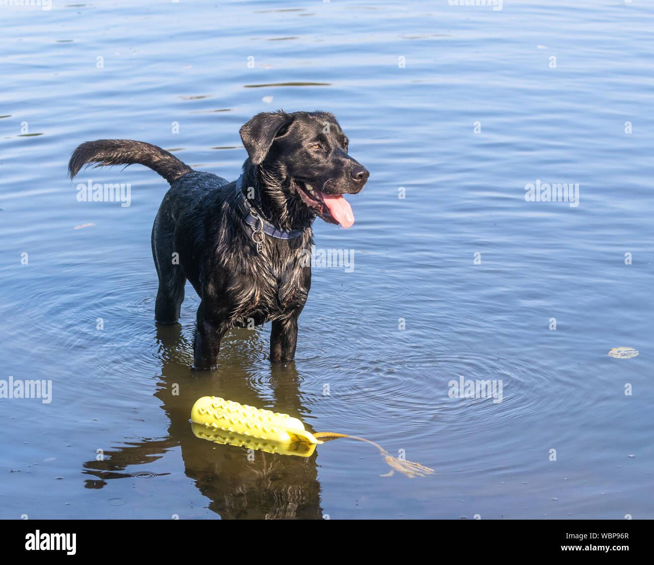 A black Labrador retriever standing in water with a floating dog toy at his feet. Stock Photo