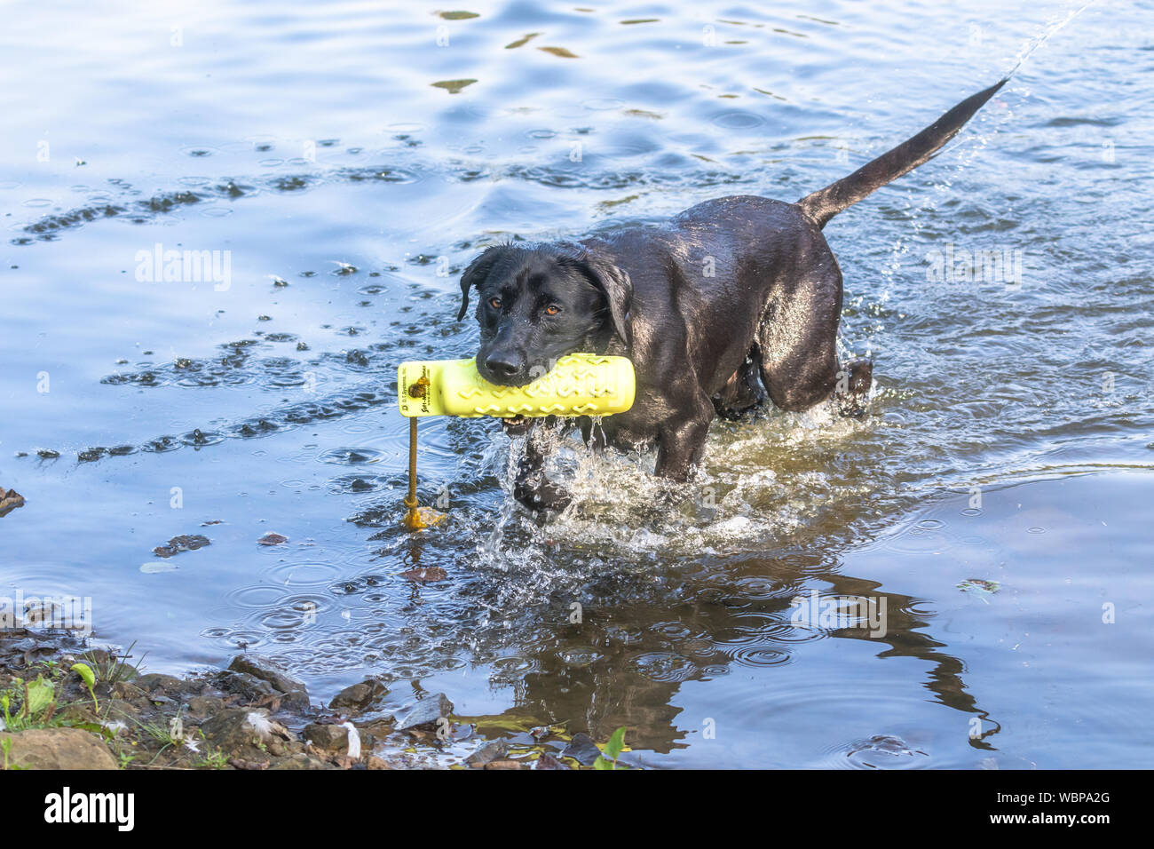 A black Labrador retriever coming out of a lake after retrieving a gundog dummy. Stock Photo