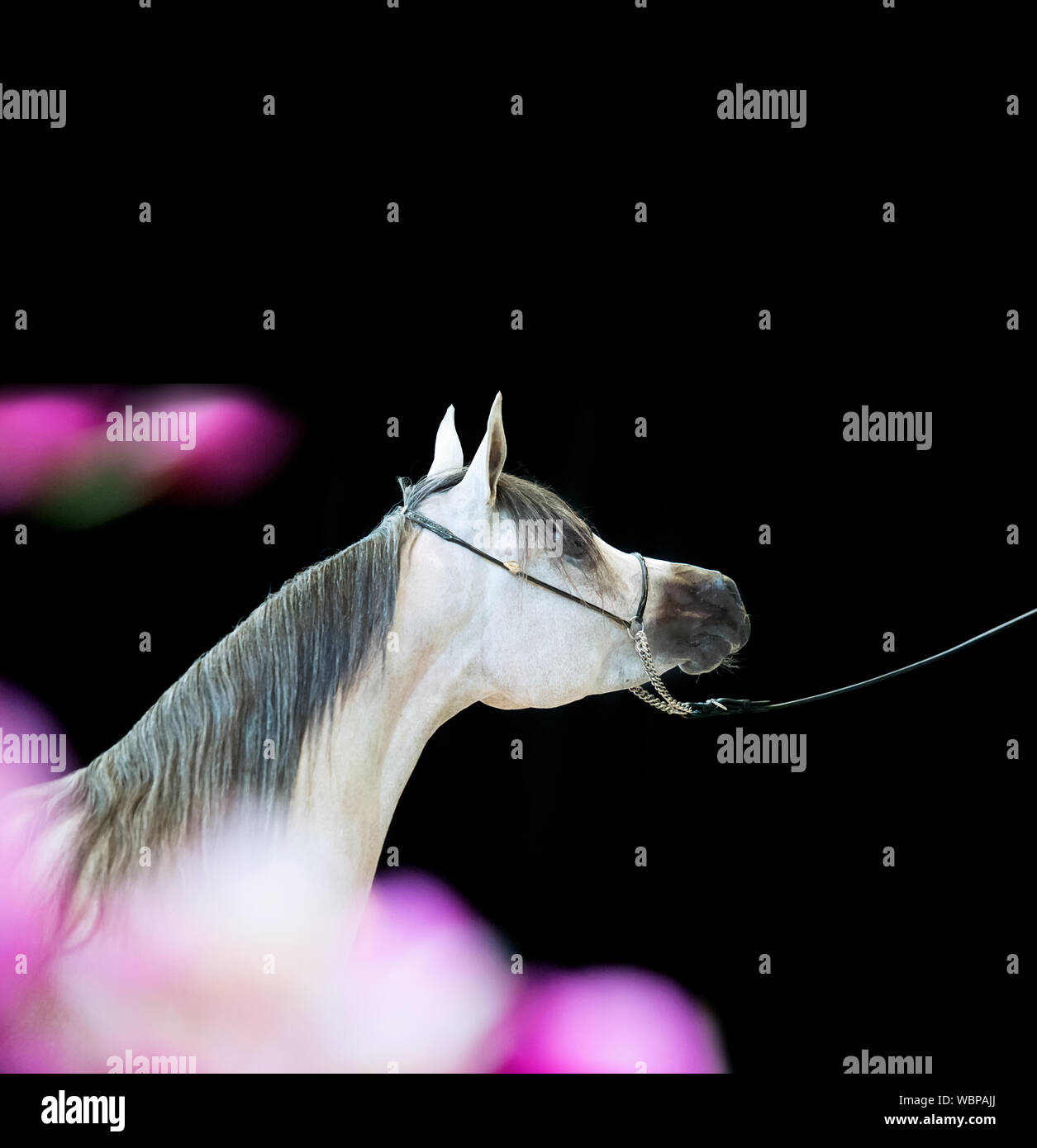 Horse Amidst Flowers Against Black Background Stock Photo