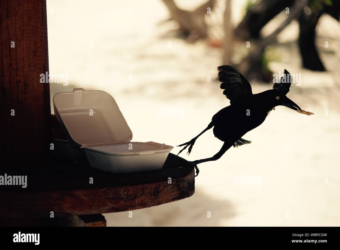 Bird stealing food hires stock photography and images Alamy