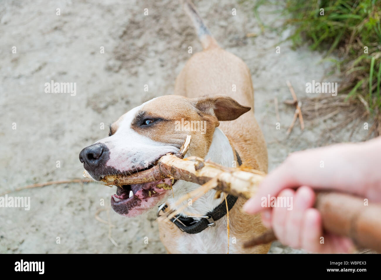 Playing with a dog outdoors, human's point of view. Playing with your pet with a piece of wood stick, action shot Stock Photo