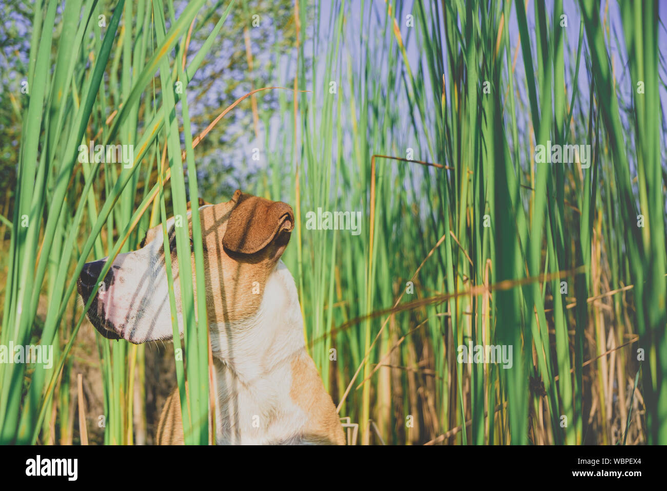 Dog in tall green grass, hidden eyes. Funny dog pretends to hide behind grasses in beautiful summer nature, peek-a-boo concept Stock Photo