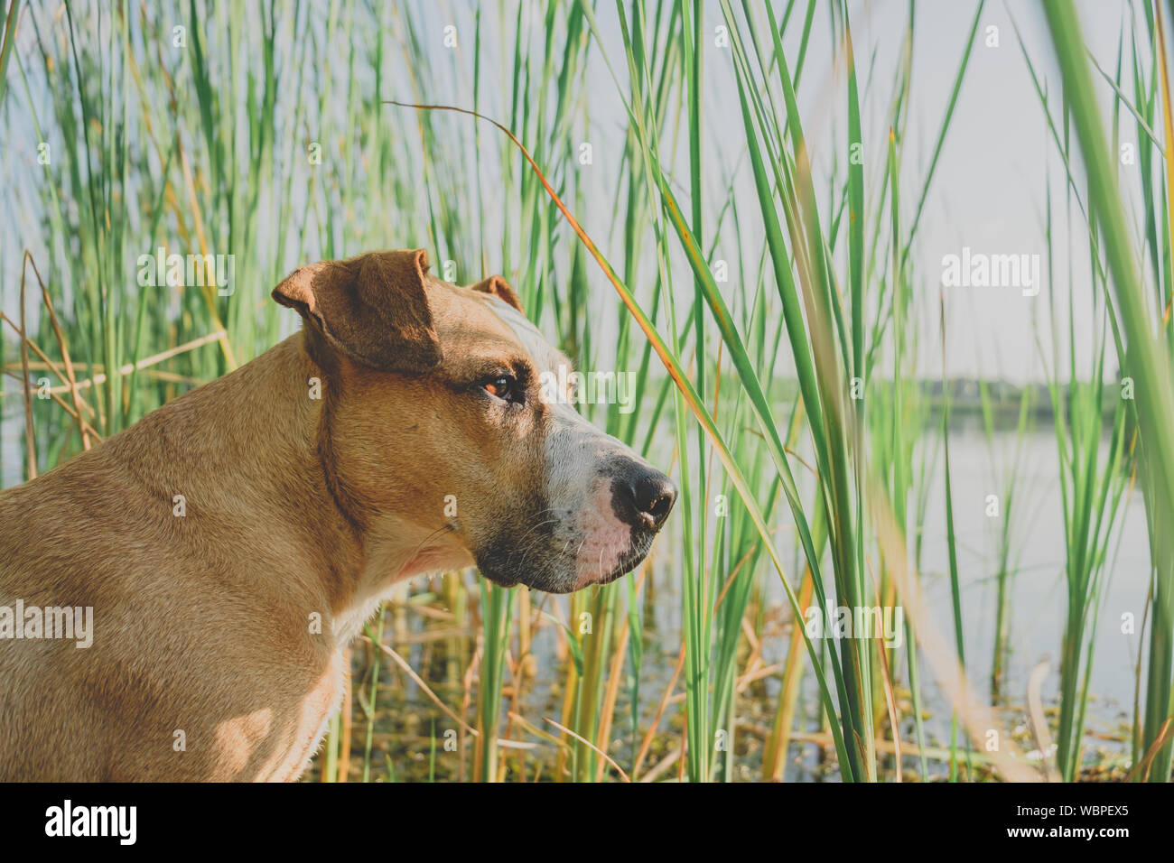 Portrait of a dog near a lake in green grasses. Staffordshire terrier having enjoyable free time in beautiful nature by the river Stock Photo