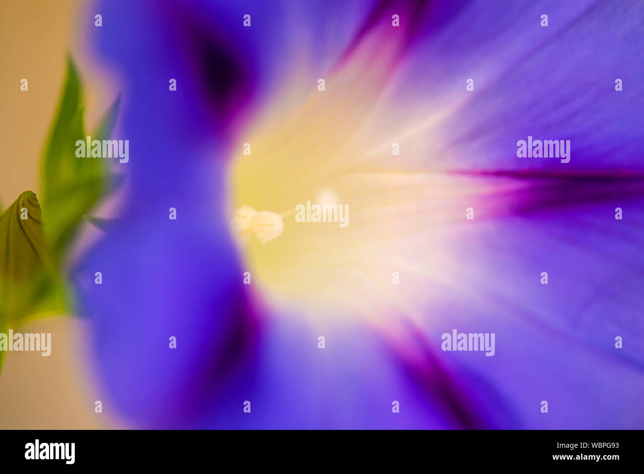 morning glory, drug of the aztecs Stock Photo Alamy