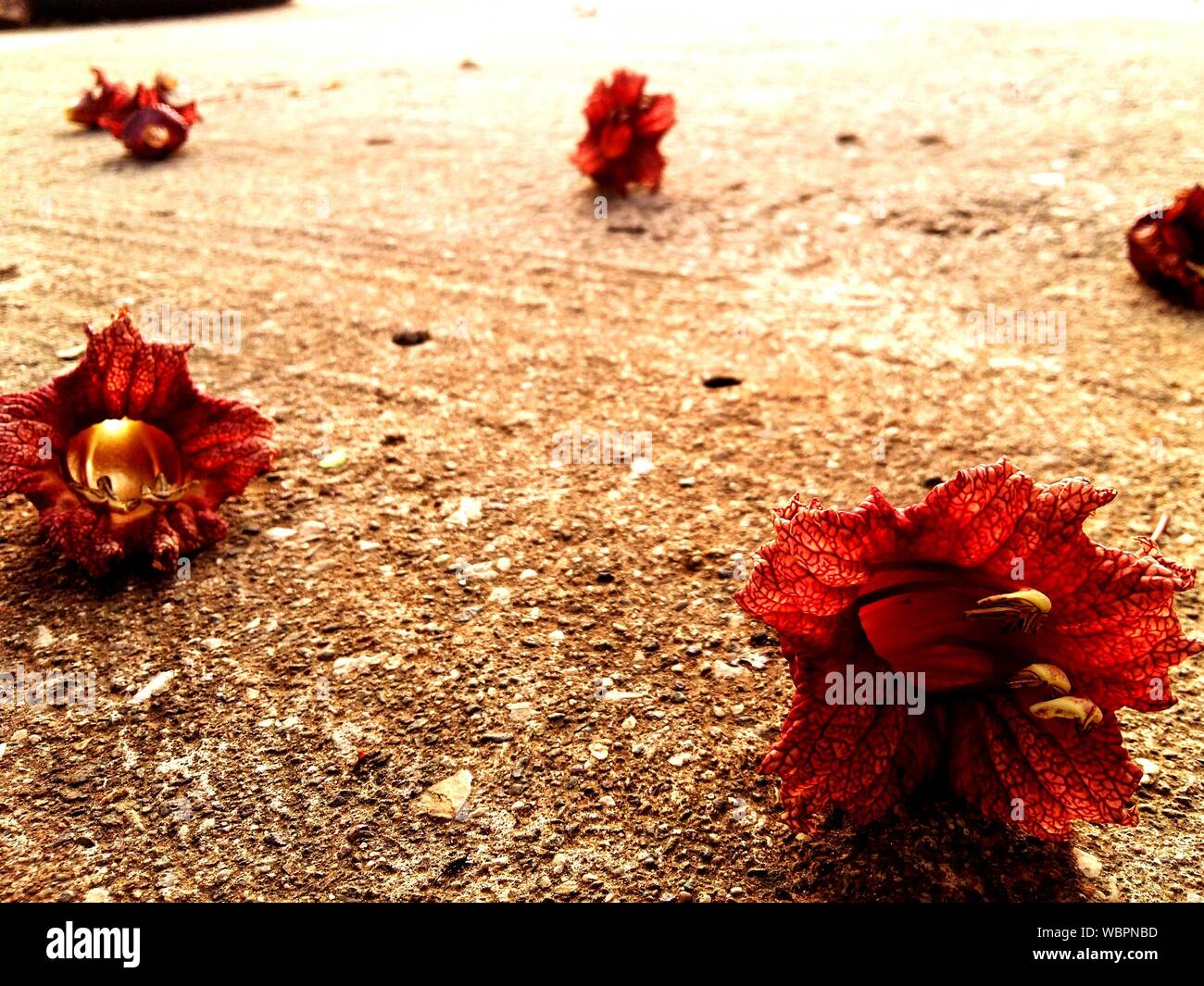 Fallen flowers hi-res stock photography and images - Alamy
