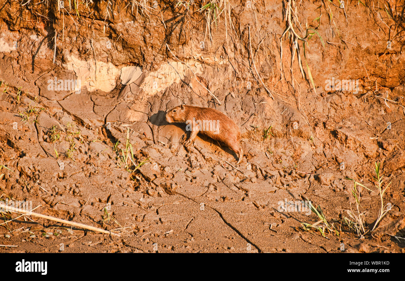 Family of capybara, the world's largest rodent, along the Tambopata River, Peruvian Amazon Stock Photo
