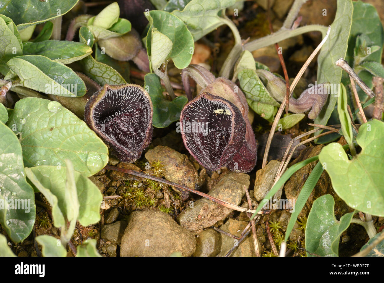 Birthwort or Dutchman's Pipe, (Aristolochia species) in flower, showing pipe shape from which it is named, Rhodes, Greece, April Stock Photo