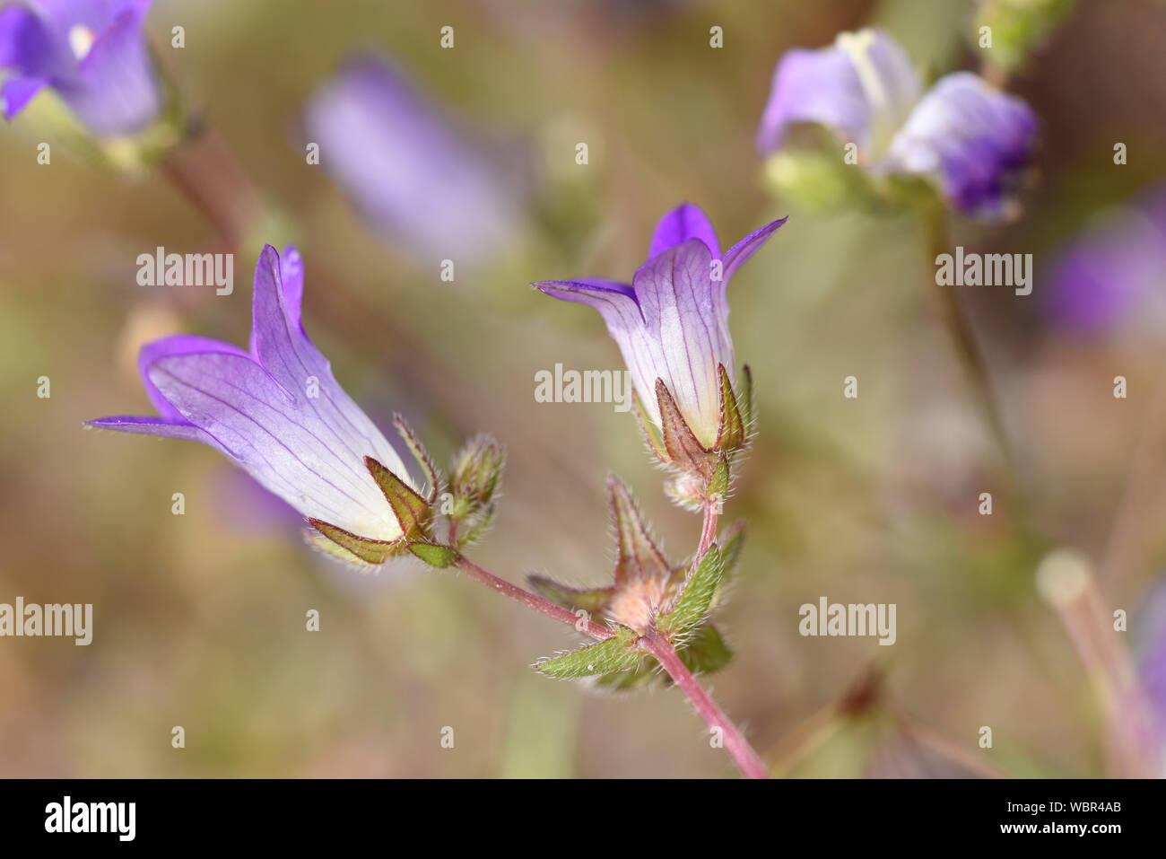 Small Rhodian Bellflower (Campanula rhodensis) close-up of flowers, Rhodes, Greece, April Stock Photo